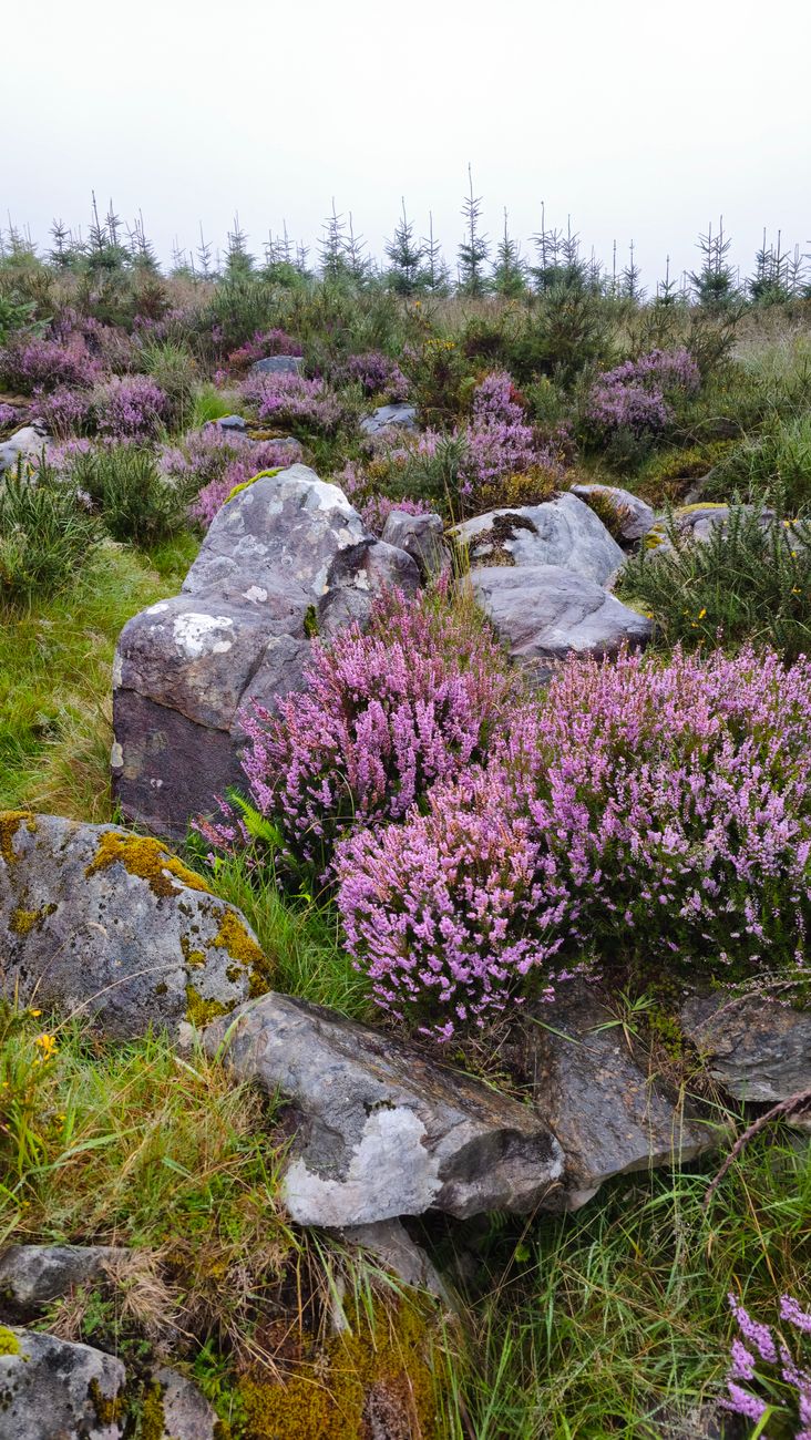 scenic heather field in rural ireland
